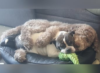 Großpudel 2,5 Jahre Rüde