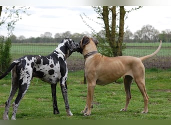 Deutsche Doggen Welpen o.Pap, alte Ahnen ab Sept im Norden