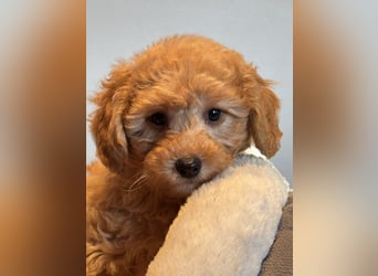 Maltipoo/mini Doodle Welpen in abricot/creme farben
