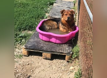 Milo – Harte Schale, weicher Kern
