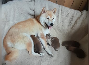 Wunderschöne Shiba Inu Welpen suchen ein liebevolles Zuhause!