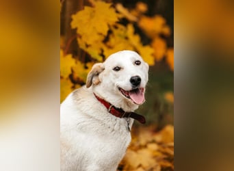 Freundliche Dakota sucht ihre Menschen