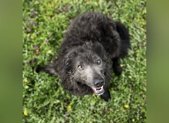 Priska: Für Menschen mit Herz und Hundeverstand