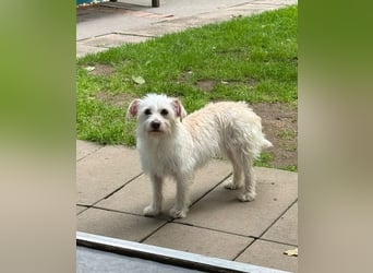 ♥SUSI♥ auf Pflegestelle bei Köln- bezaubernde, liebe, anfangs noch etwas zurückhaltende Hündin 35 cm
