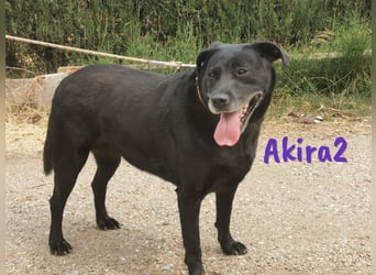 Akira2 04/2017 (ESP) - ausgeglichene, sehr liebevolle und soziale Labrador-Mix Hündin!