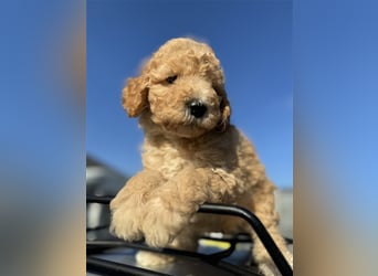 GoldenDoodle Welpen 