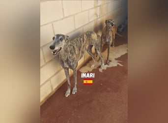 Inari,geb.06/19,schüchternes Galgo Mädel sucht ihre Familie