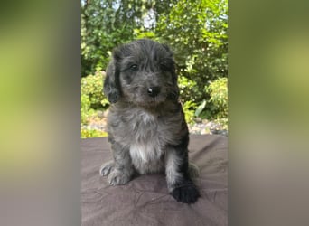 Aussiedoodle Welpen mini / medium F1