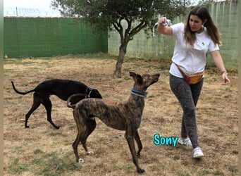 Sony geb. 09/2022 (ESP) - aufgeschlossener und ausgeglichener, wunderschöner Galgo!