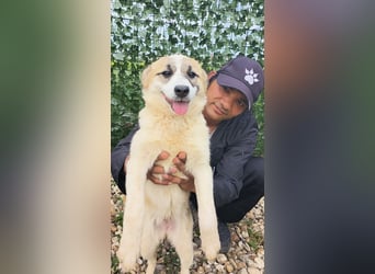 LEILA sucht eine Familie
