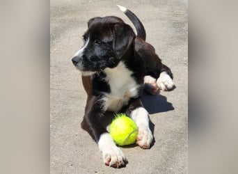 Jungrüde ♥ Xavi ♥ kleiner Herzöffner