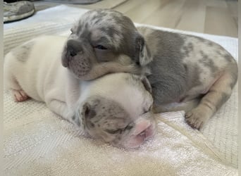 Süsse Französische Bulldoggenbabies sind da! Abgabe ca. Anf. Juli