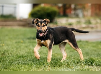 Neugierige BRUNYA sucht eine liebevolle Familie