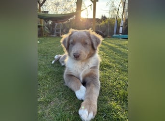 Loki der Kuschler