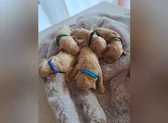Maltipoo Welpen