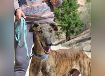 ARTISTA-Charakterstarker Galgo mit Herz und Haltung