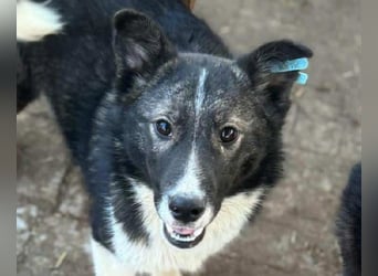 ♥NINCHEN♥ sehr zutrauliche Husky-Mix-Junghündin, die an uns Menschen sehr interessiert ist 44 cm