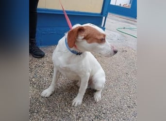 Rocky, möchte endlich aus dem Tierheim raus