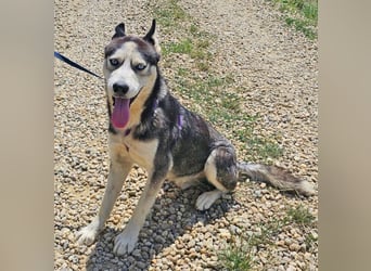 Husky Andy ist ein treuer Begleiter