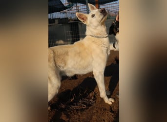 Luuk, geb. ca. 12/2018, lebt in GRIECHENLAND, im städt. Tierheim Serres