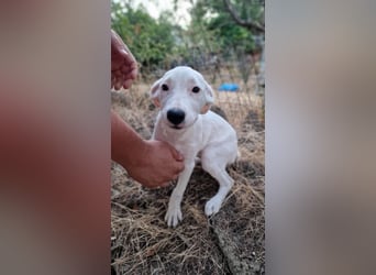 LEILANI ❤️ Eilig! sucht Zuhause oder Pflegestelle