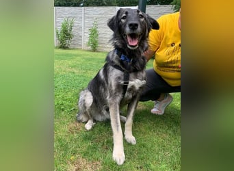 ♥ALITA♥ Pflegestelle dringend gesucht - wunderschöne, aufgeschlossene Herdenschutz-Mix-Hündin 59 cm