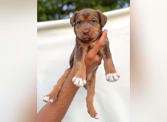 Kuma - welpentypisch aktive, verspielte Husky-Mix Hündin / z.Zt. noch in Rumänien