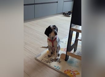 Beagle Mischlingsdame EADIE (*Dezember 2024) sucht eine Familie