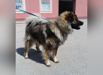Eurasier Mischling Viking sucht Zuhause oder Pflegestelle