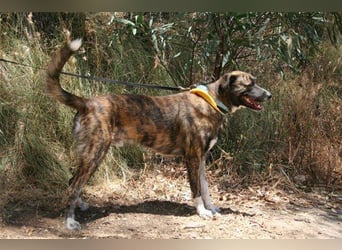 Loki (Spanien) - würde sehr gerne aufs Land ziehen