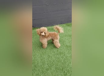 Toypudel/Zwergpudel mit Pedigree Ahnentafel