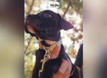 Hundebaby Sharik