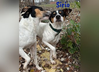 Sirio 04/2022 (ESP) - sozialer und unkomplizierter Ratonero Bodeguero Andaluz!