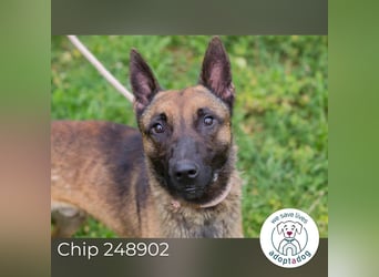 Chip 248902: Sucht ein Zuhause