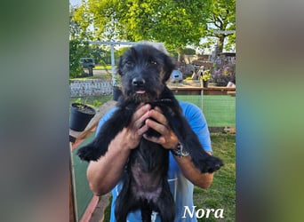 Nora sucht ein Zuhause