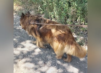 Chow hofft auf ein Zuhause