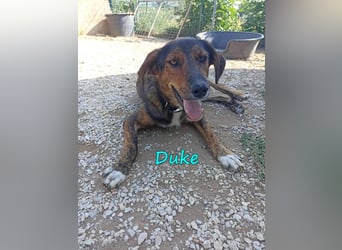 Duke 02/2021 (GRC) - dringend Pflegestelle oder Zuhause gesucht!