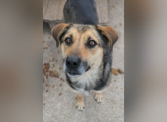 Inoa - nette, verfressene Hündin sucht Zuhause