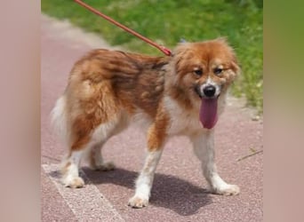 chloe eine Flauschige 5 Jährige Hundin, sucht ihr Traumzuhause
