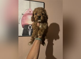 Cockapoo. F1 American Wurfankündigung Mai 2025