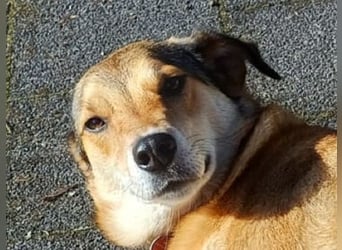 ♥JOSY♥ verliert ihr Zuhause in Grevenbroich - so menschenbezogene und sanfte Schönheit 50 cm