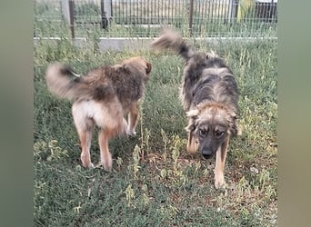 MAX - Traumhund sucht Traumzuhause