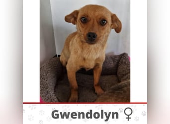 GWENDOLYN ❤️ Eilig! sucht Zuhause oder Pflegestelle