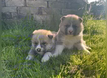 Akita Inu Welpen