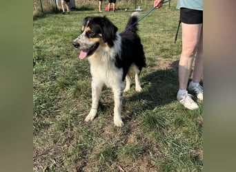 Max, geboren 27.06.2022, 65cm sucht ländliches Zuhause