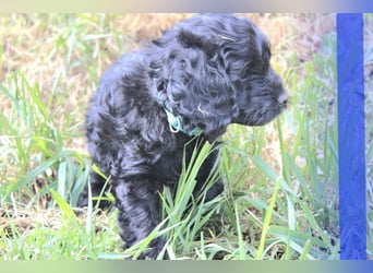 Cockapoo bereit zum Lieben!  - Schenken Sie sich selbst bedingungslose Liebe –