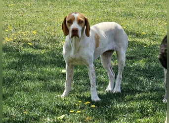 DUNA ❤️ liebevolle Pointer Mix Dame, Pflegefamilie Immenhausen