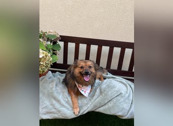 Lilo SR – Verspielte Spitzdame sucht liebevolles Zuhause