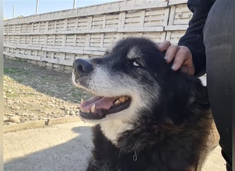 Huskymix Alek soll nicht im Shelter sterben