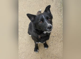 Freundlicher LEWI ist ein absoluter Gute-Laune-Hund